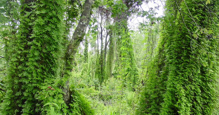 Old World Climbing Fern - Lygodium microphyllum