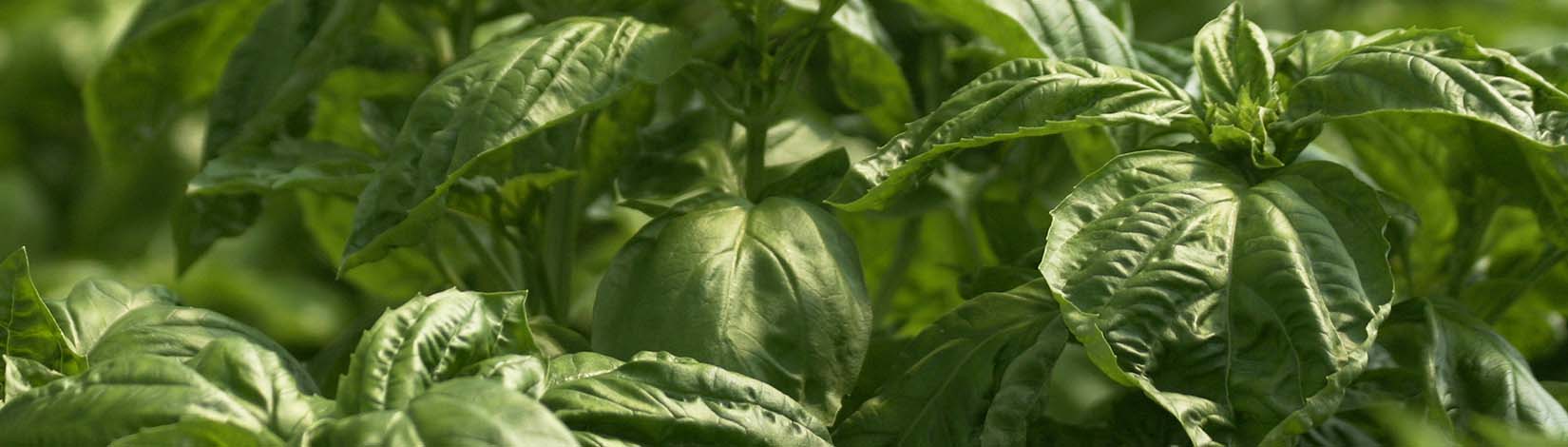 Basil herbs