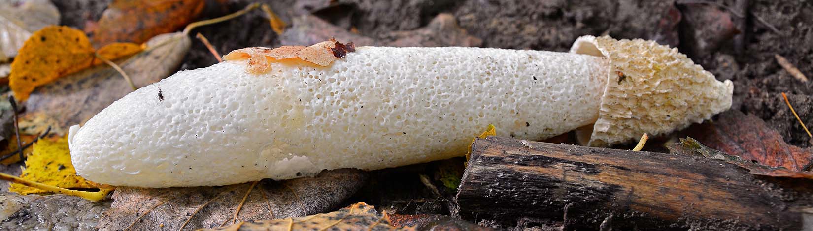 Stinkhorn